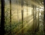Picture of LIGHT THROUGH THE TREES II