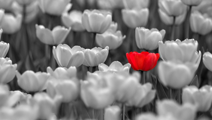 Picture of RED TULIP IN BLACK AND WHITE FIELD