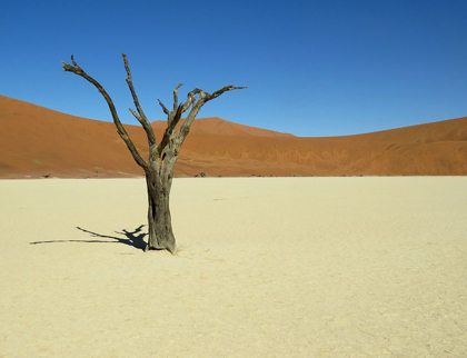 Picture of SAND DUNES DRY TREE DESERT 