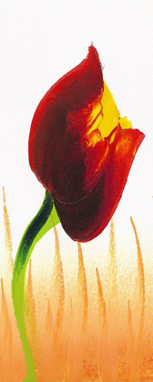 Picture of RED YELLOW TULIP FLOWER