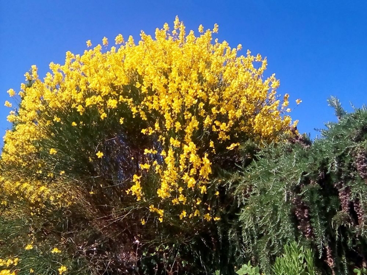 Picture of YELLOW FLOWERS BLUE SKY 