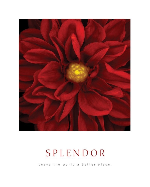 Picture of SPLENDOR - RED POOL