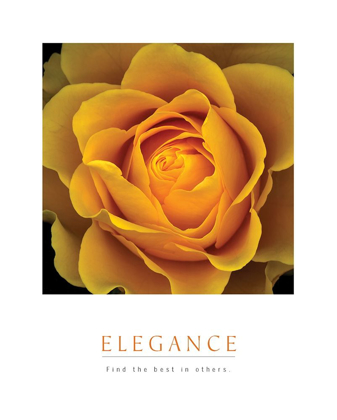 Picture of ELEGANCE - PEACH ROSE