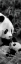 Picture of PANDA PLAY