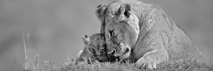 Picture of LIONESS LOVE