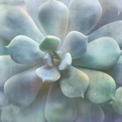 Picture of SOFT SUCCULENT II