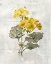 Picture of CANARY LINEN GERANIUM