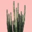 Picture of ISLAND SUCCULENT