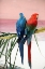 Picture of PALM PARROTS