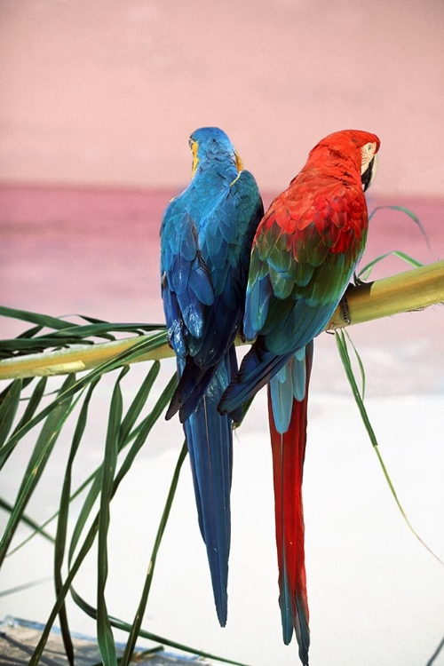 Picture of PALM PARROTS