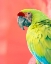 Picture of GREEN MACAW