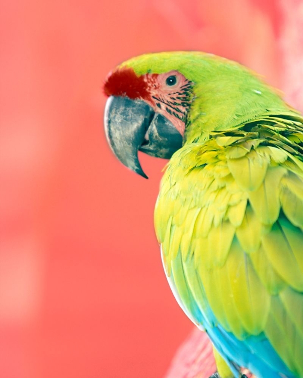 Picture of GREEN MACAW