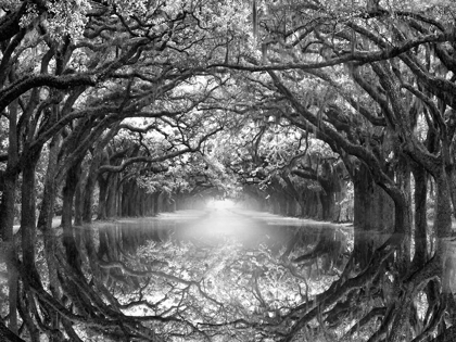 Picture of OAK ALLEY REFLECTION