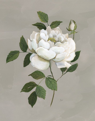 Picture of BOTANICAL ROSE