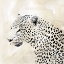 Picture of LEOPARD SPOTS II