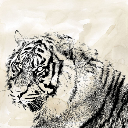 Picture of TIGER STRIPES II