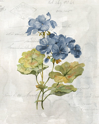 Picture of BLUE LINEN GERANIUM