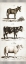 Picture of BURRO, COW, SHEEP