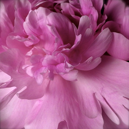 Picture of SPRING PEONIES I