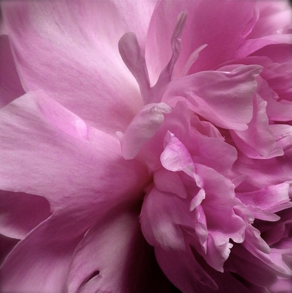 Picture of SPRING PEONIES II