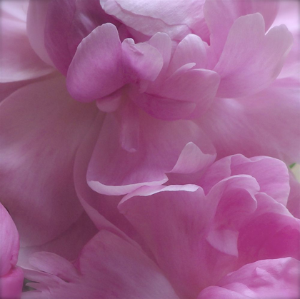 Picture of SPRING PEONIES III