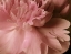 Picture of SOFT PEONIES I