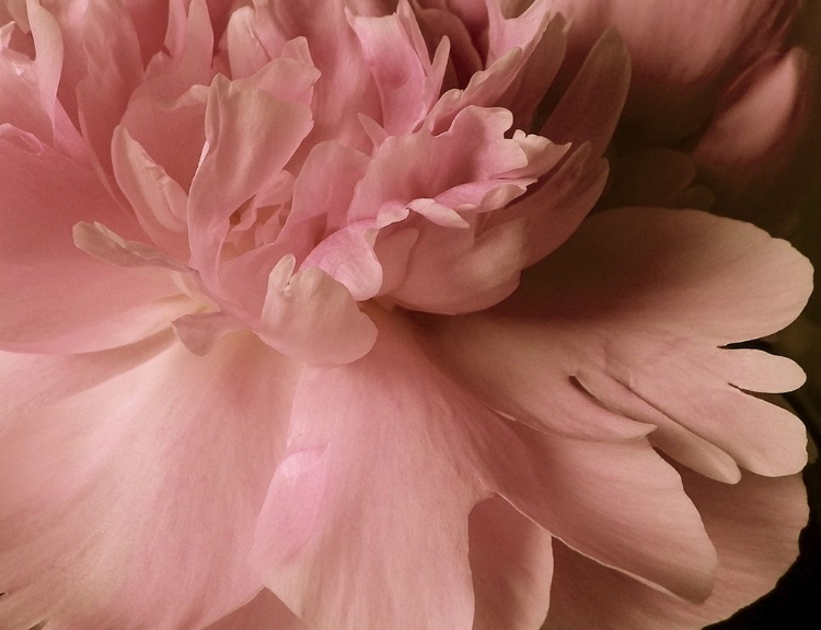 Picture of SOFT PEONIES I