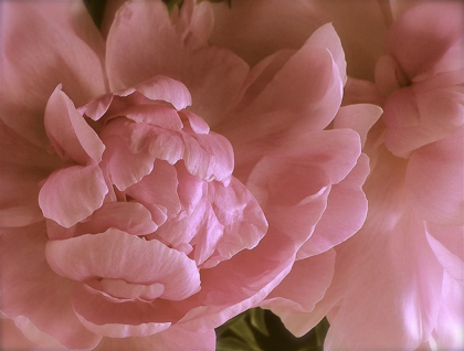 Picture of SOFT PEONIES II
