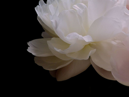 Picture of WHITE PEONY I