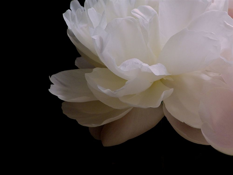 Picture of WHITE PEONY I