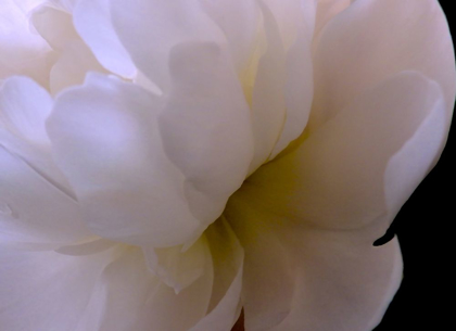 Picture of WHITE PEONY II