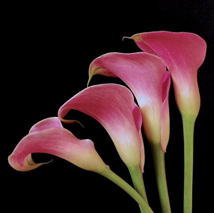 Picture of PINK CALLA LILIES I