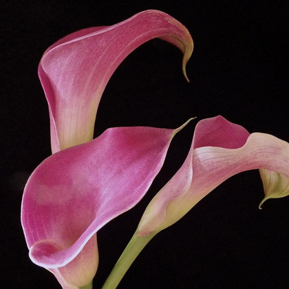 Picture of PINK CALLA LILIES II
