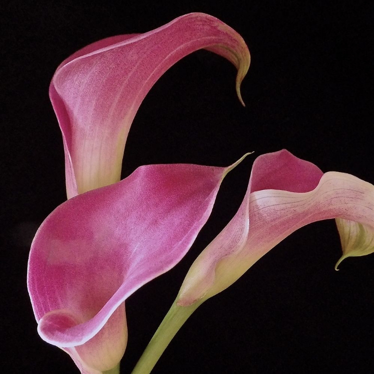 Picture of PINK CALLA LILIES II