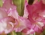 Picture of GLADIOLAS