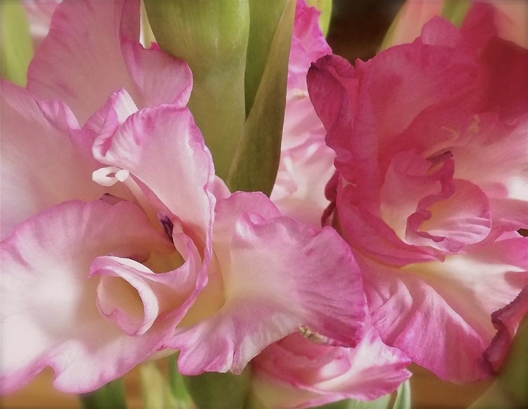 Picture of GLADIOLAS