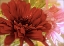 Picture of GERBERA DAISIES