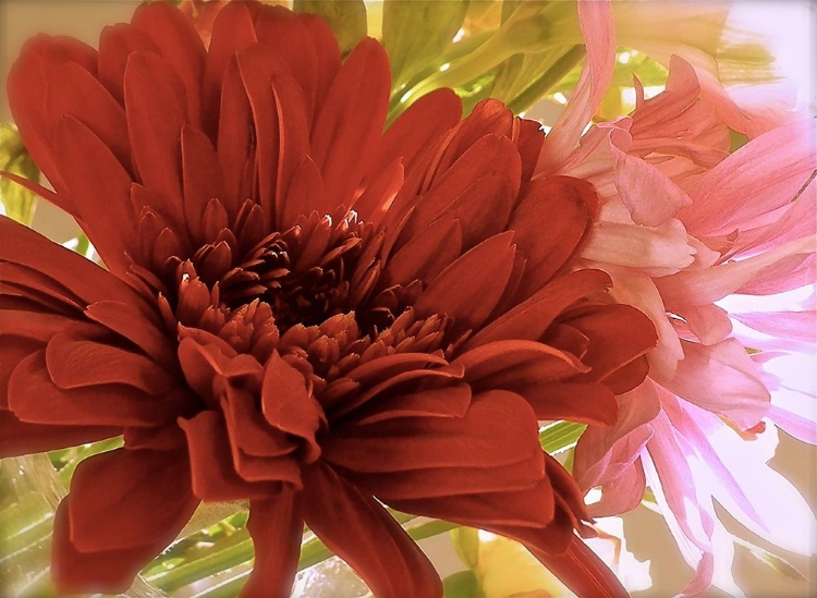 Picture of GERBERA DAISIES