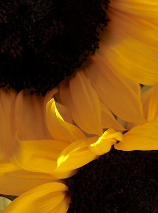 Picture of SUNFLOWERS IX