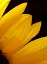 Picture of SUNFLOWERS X