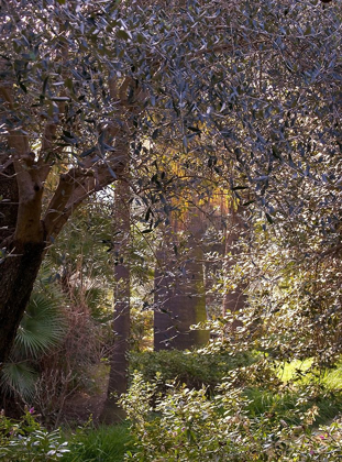 Picture of MEDITERRANEAN GARDEN I