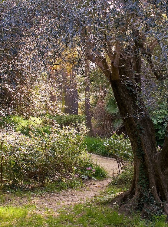 Picture of MEDITERRANEAN GARDEN II