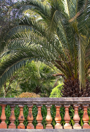 Picture of RIVIERA GARDEN PALM I