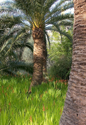 Picture of RIVIERA GARDEN PALM II