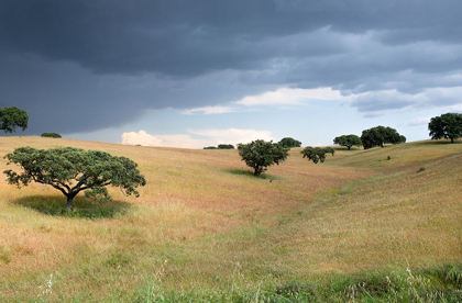 Picture of CORK TREES IN APPROACHING STORM