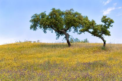 Picture of TWO CORK TREES