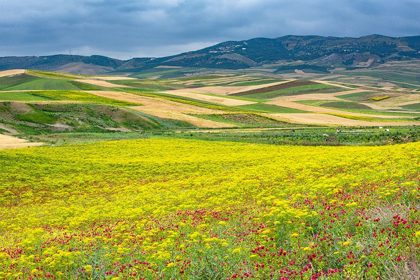 Picture of MOROCCO WILDFLOWERS