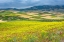 Picture of MOROCCO WILDFLOWERS
