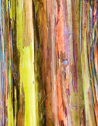 Picture of EUCALYPTUS BARK I