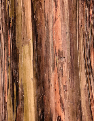 Picture of EUCALYPTUS BARK II